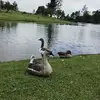 Marcelo Garrett - @marcelo.garrett - TikTok