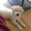 Golden_marcel - @golden_marcel - TikTok