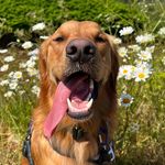 M A R C E L 🧡 - @marcel_thegoldenboy - Instagram