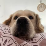 Marcel 🐶 - @marcel_goldenboy - Instagram