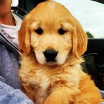 Marcel | Golden Retriever - @thegolden_marcel - Instagram