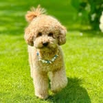 MARCEL - @marcel_the_goldendoodle - Instagram