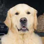Marcel - @marcel_thegoldenretriever - Instagram