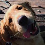 Marcel - @marcelthegoldenboy - Instagram
