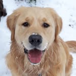 Marcel The Golden - @marcelthegolden - Instagram