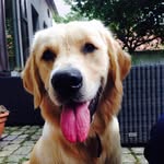 Marcel The Golden Retriever - @marcel_the_goldie - Instagram