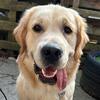 Marcel the golden retriever - @marcel.the.golden - TikTok