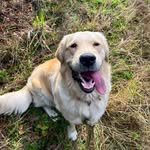 MARCEL - @thegoldenretrievermarcel - Instagram