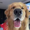 marcelo.goldenretiver - @marcelo.goldenretriver - TikTok