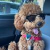 Marcelo.TheGoldenDood - @marcelo.thegoldendood - TikTok
