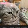 Gray Marcel Castro - @gray.marcel.castr - TikTok