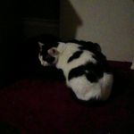 Marcel Hammond - @marcel_the_oreo_cat - Instagram