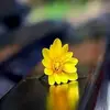 Marcel Khalife - @marcelkhalife7 - TikTok