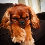 Marcel King Charles - @mr_marcel_le_chien - Instagram