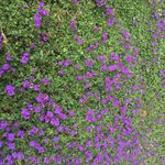 La Cour Louis Marcel - @lacourlouismarcel - Instagram