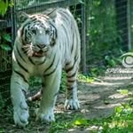 Marcel Lapointe - @lapointe4227 - Instagram