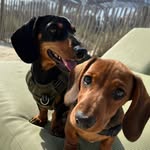 Marcel & Léonard 🌭 - @sergent_saucisse - Instagram