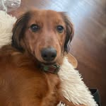 Marcel 🌭 - @marcel_longhairdachshund - Instagram