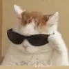 Lucas Marcelino ventura - @lucas.marcelino.v - TikTok