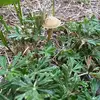 Marcel Munches Moss - @marcel.munches.mo - TikTok