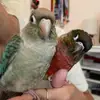 Marcel & Murray🦜 - @marcel.and.murray - TikTok
