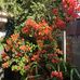 Marcelle Parsons - Facebook