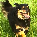 Marcel Paul - @tierphysiotherapie_marcel - Instagram