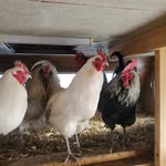 Marcel thibodeau - @homesteadviking81 - Instagram