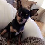 Marcel Webb - @marceltheparsnip - Instagram