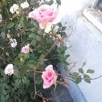 Marcela Lillo Munilla - @lillomunilla - Instagram