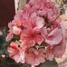 Marcela Mares - Facebook