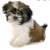 marcelamares146 - @marcelamares146 - TikTok