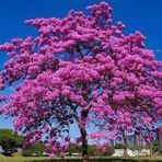 Marcelina Camacho - Facebook