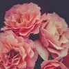 marcella.alvarez11 - @marcella.alvarez1 - TikTok