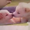 Marcella Henry - @marcellahenry - TikTok