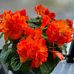 Marcella Milligan - Facebook