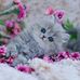 Marcella Olivieri - Facebook
