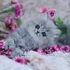 Marcella Olivieri - @marcella.olivieri - TikTok