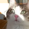 marcellapaganotto - @marcellapaganotto - TikTok