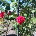 Marcella Richter - Facebook