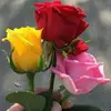 mar - @marcellarosas7 - TikTok