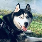 Marcella Ricciluca Matiello Felix - @husky_snow_marcella - Instagram