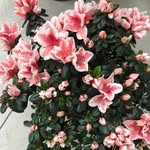 Marcella Stefanini - @marcellastefanini - Instagram