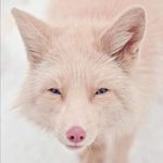 Perrine Lefebvre - @claudemarcellelefebvre - Instagram