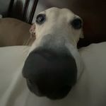 Marcello-Jacobs - @marcellotheiggy - Instagram