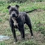 marcellous johnson - @bigdawg34kennels - Instagram