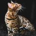 Marcelle Chambers - Facebook