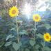 Darby Marcellus - Facebook