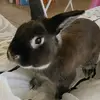 Marcellus Wallace - @marcellusthebun - TikTok