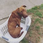 Marcellus 🐶 - @marcellusyoungwarrior - Instagram